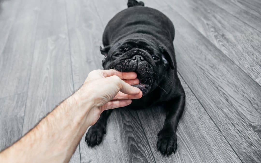 dog bite
